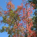 Acer monspessulanum (12)